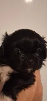 Velvet, a female Shih Tzu for sale in Sweetwater, TN – 2 of 4