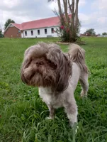 Teddy, a male Shih Tzu for sale in Sweetwater, TN – 2 of 6