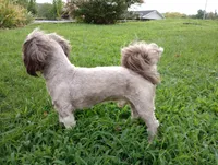 Teddy, a male Shih Tzu for sale in Sweetwater, TN – 6 of 6