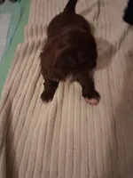 Brownie, a female Shih Tzu for sale in Sweetwater, TN – 4 of 5