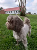 Teddy, a male Shih Tzu for sale in Sweetwater, TN – 4 of 6