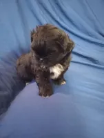 Bear, a male Shih Tzu for sale in Sweetwater, TN – Photo 2 of 3