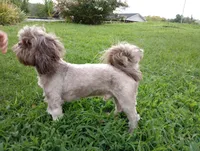 Teddy, a male Shih Tzu for sale in Sweetwater, TN – 5 of 6