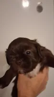 Brownie, a female Shih Tzu for sale in Sweetwater, TN – 3 of 5