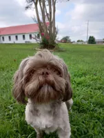 Teddy, a male Shih Tzu for sale in Sweetwater, TN – 3 of 6