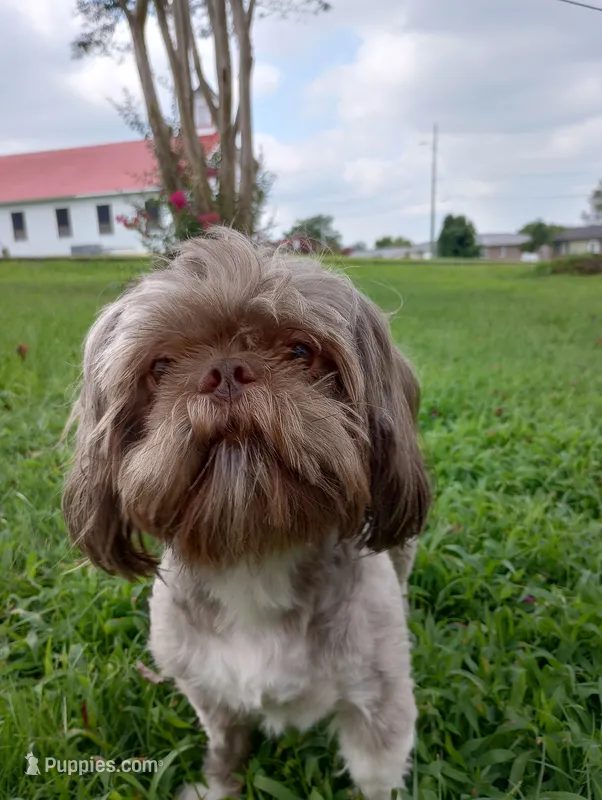 Teddy – Shih Tzu puppy for sale in Sweetwater, TN