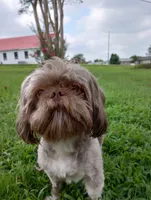 Teddy, a male Shih Tzu for sale in Sweetwater, TN – 1 of 6