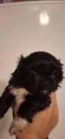 Velvet, a female Shih Tzu for sale in Sweetwater, TN – 3 of 4