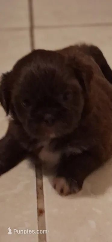 Brownie – Shih Tzu puppy for sale in Sweetwater, TN