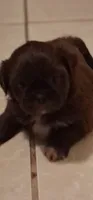 Brownie, a female Shih Tzu for sale in Sweetwater, TN – 1 of 5