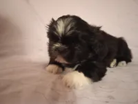 Oreo, a female Shih Tzu for sale in Sweetwater, TN – Photo 2 of 4