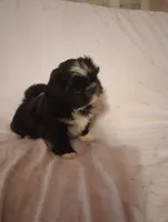 Oreo, a female Shih Tzu for sale in Sweetwater, TN – Photo 4 of 4