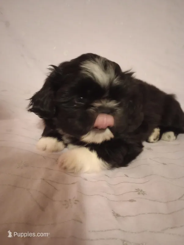 Oreo – Shih Tzu puppy for sale in Sweetwater, TN