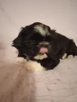 Oreo, a female Shih Tzu for sale in Sweetwater, TN – Photo 1 of 4