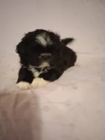 Oreo, a female Shih Tzu for sale in Sweetwater, TN – Photo 3 of 4