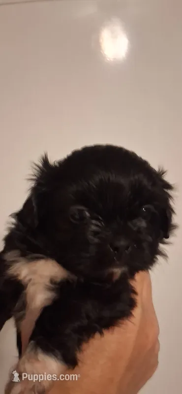 Velvet – Shih Tzu puppy for sale in Sweetwater, TN