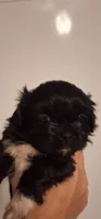 Velvet, a female Shih Tzu for sale in Sweetwater, TN – 1 of 4
