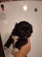 Velvet, a female Shih Tzu for sale in Sweetwater, TN – 4 of 4