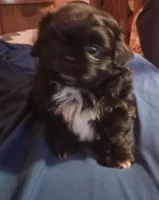 Bear, a male Shih Tzu for sale in Sweetwater, TN – Photo 2 of 3