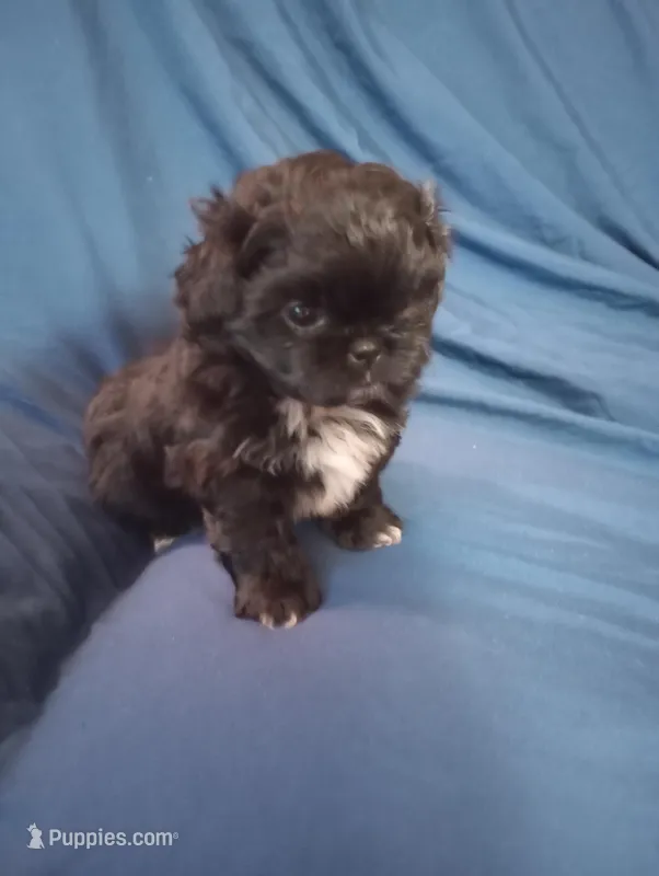 Bear – Shih Tzu puppy for sale in Sweetwater, TN