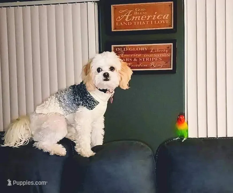 Winter – Maltipoo puppy for sale in Oregon City, OR