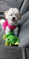 Winter, a female Maltipoo for sale in Oregon City, OR – 6 of 7