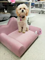 Winter, a female Maltipoo for sale in Oregon City, OR – 3 of 7