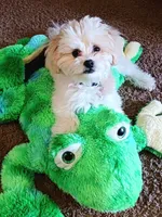 Winter, a female Maltipoo for sale in Oregon City, OR – 2 of 7