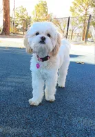 Winter, a female Maltipoo for sale in Oregon City, OR – 5 of 7