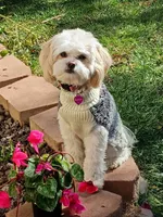 Winter, a female Maltipoo for sale in Oregon City, OR – 7 of 7