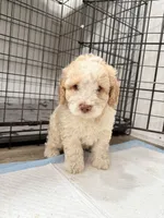 Cloe, a female Miniature Goldendoodle for sale in Miami, FL – 5 of 9