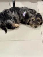 Roxy , a female Miniature Aussiedoodle for sale in Miami, FL – 4 of 5