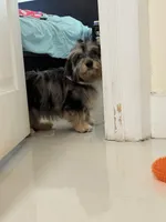 Roxy , a female Miniature Aussiedoodle for sale in Miami, FL – 3 of 5