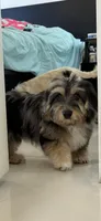Roxy , a female Miniature Aussiedoodle for sale in Miami, FL – 2 of 5