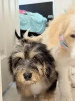 Roxy , a female Miniature Aussiedoodle for sale in Miami, FL – 5 of 5
