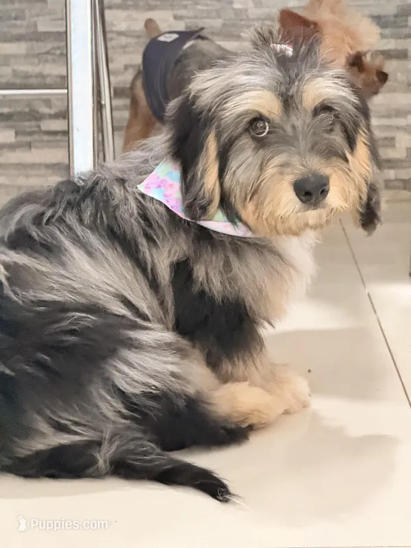 Roxy  – Miniature Aussiedoodle puppy for sale in Miami, FL