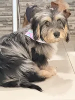 Roxy , a female Miniature Aussiedoodle for sale in Miami, FL – 1 of 5