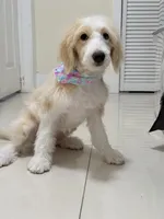 Alaska, a female Miniature Aussiedoodle for sale in Miami, FL – 8 of 8