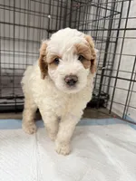 Toby, a male Miniature Goldendoodle for sale in Miami, FL – 6 of 10