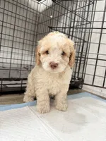 Cloe, a female Miniature Goldendoodle for sale in Miami, FL – 7 of 9