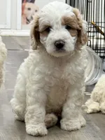 Bella, a female Miniature Goldendoodle for sale in Miami, FL – 8 of 8