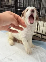 Toby, a male Miniature Goldendoodle for sale in Miami, FL – 10 of 10