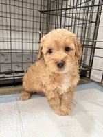Nala, a female Miniature Goldendoodle for sale in Miami, FL – 1 of 10