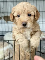 Cinnamon , a female Miniature Goldendoodle for sale in Miami, FL – 10 of 10