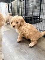 Nala, a female Miniature Goldendoodle for sale in Miami, FL – 3 of 10