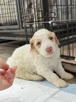 Daisy, a female Miniature Goldendoodle for sale in Miami, FL – 8 of 9