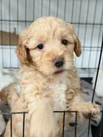 Cinnamon , a female Miniature Goldendoodle for sale in Miami, FL – 4 of 10