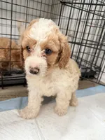 Max, a male Miniature Goldendoodle for sale in Miami, FL – 10 of 10