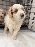 Toby, a male Miniature Goldendoodle for sale in Miami, FL – 9 of 10