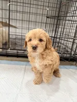 Nala, a female Miniature Goldendoodle for sale in Miami, FL – 8 of 10